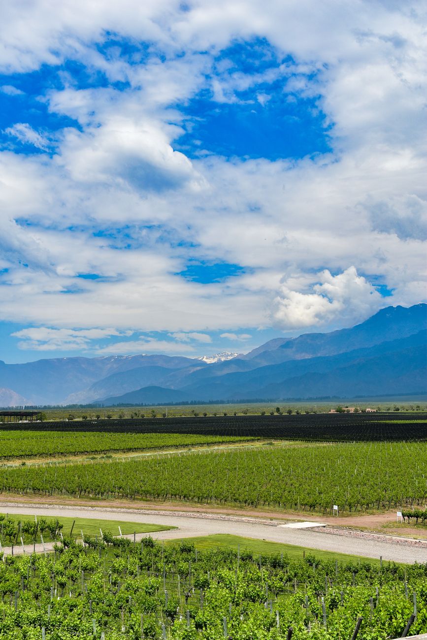 Viñedos y bodegas en Mendoza al pie de los Andes